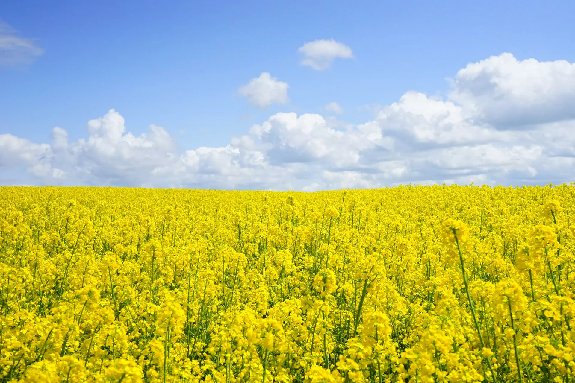 Does this field of flowers trigger your allergies